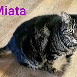 Thumbnail photo of MIATA #3