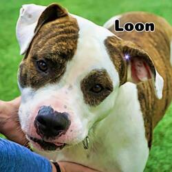 Photo of Loon