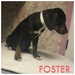 Thumbnail photo of Foster #3