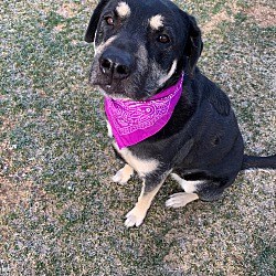 Photo of Willow