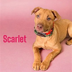 Photo of SCARLET