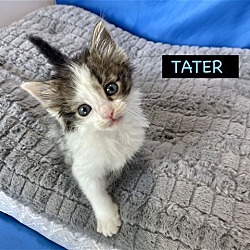 Photo of CAT-TATER