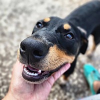 adopt a pet