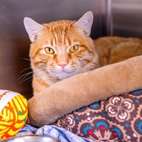 adopt a pet