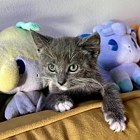 adopt a pet