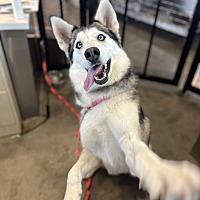 adopt a pet