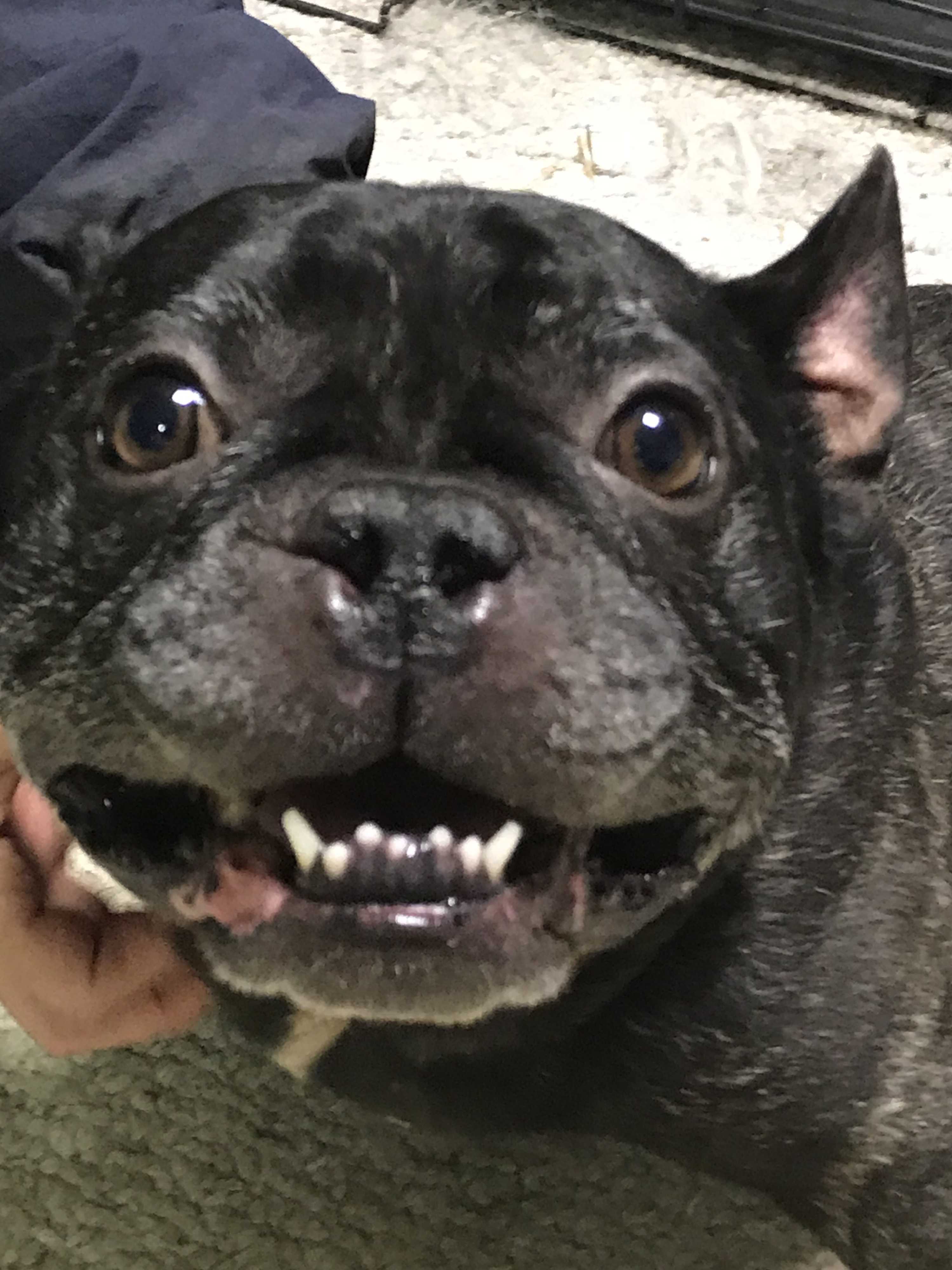 Hagerstown Md French Bulldog Meet Meatball A Pet For Adoption Adoptapet Com Hagerstown Md French Bulldog Meet Meatball A Pet For Adoption Adoptapet Com