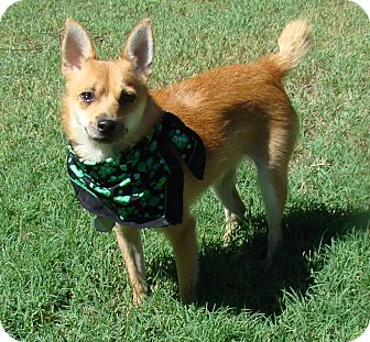 Muldrow Ok Shiba Inu Meet Foxy A Pet For Adoption