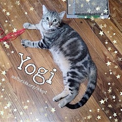 Thumbnail photo of Yogi, aka Yogurt #2