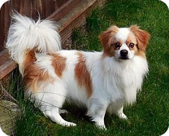 cavalier king charles spaniel seattle rescue