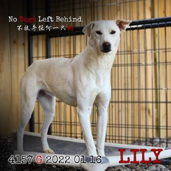 Photo of Lily 4157