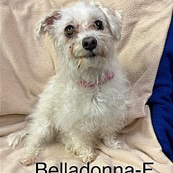 Photo of Belladonna