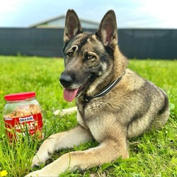 Thumbnail photo of Lily GSD #2