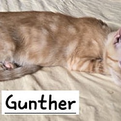 Thumbnail photo of Gunther #2