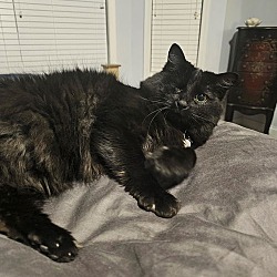 Thumbnail photo of Oona (aka Sweety) (& Navarre) bonded #1