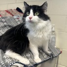 Adopt A Pet :: Clove - South Haven, MI