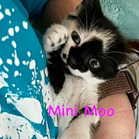 Adopt A Pet :: Mini Moo - Leonardtown, MD