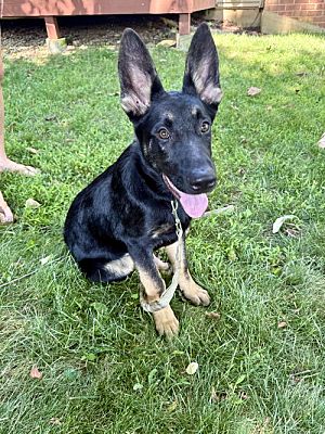 Sterling, VA German Shepherd Dog. Meet Marco 7224 a Pet for Adoption