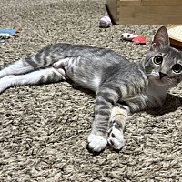 adopt-pet