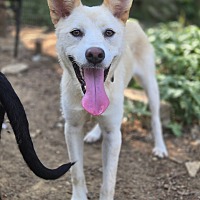 adopt-pet