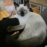 adopt a pet
