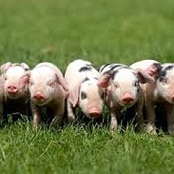 Photo of Piglets