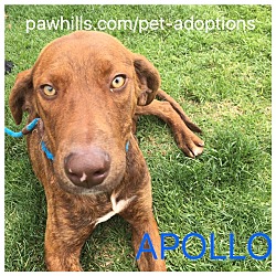 Thumbnail photo of APOLLO #4