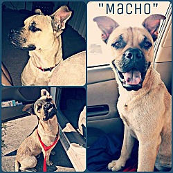 Photo of Macho