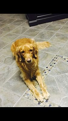 Norfolk Va Golden Retriever Meet Mufasa A Pet For Adoption