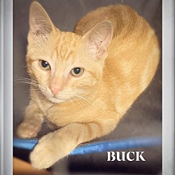 Thumbnail photo of BUCK #2