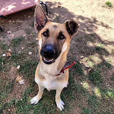 Shreveport, LA - German Shepherd Dog. Meet Loretta a Pet for Adoption ...