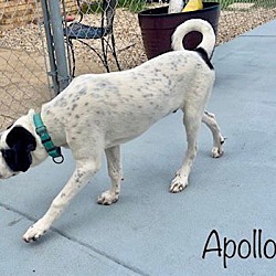 Thumbnail photo of Apollo #4