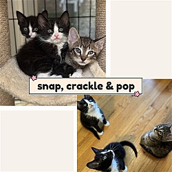 Photo of The Snap, Crackle , and Pop boys!