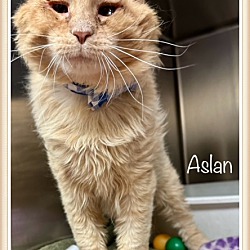 Thumbnail photo of ASLAN #3