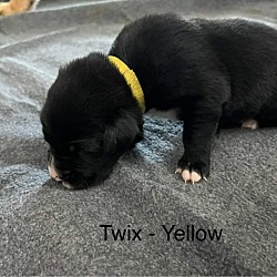 Thumbnail photo of Twix #2