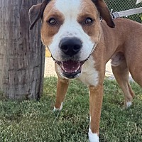 ABE - American Pit Bull Terrier available for adoption