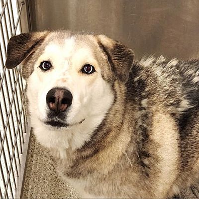 Gloucester, VA - Alaskan Malamute. Meet Tucker a Pet for Adoption 