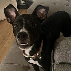 Photo of Rose