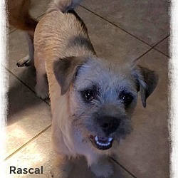 Photo of Rascal