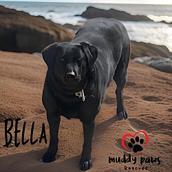 Photo of Bella (Courtesy Post)