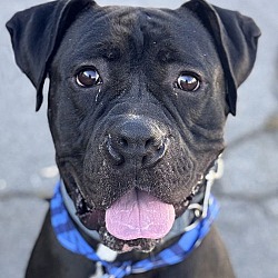 Thumbnail photo of Diesel - Foster or Adopt Me! #1