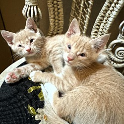 Thumbnail photo of Tangerine & Kumquat #1