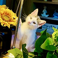adopt a pet