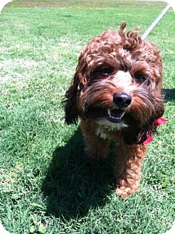 boykin spaniel and poodle crossbreed