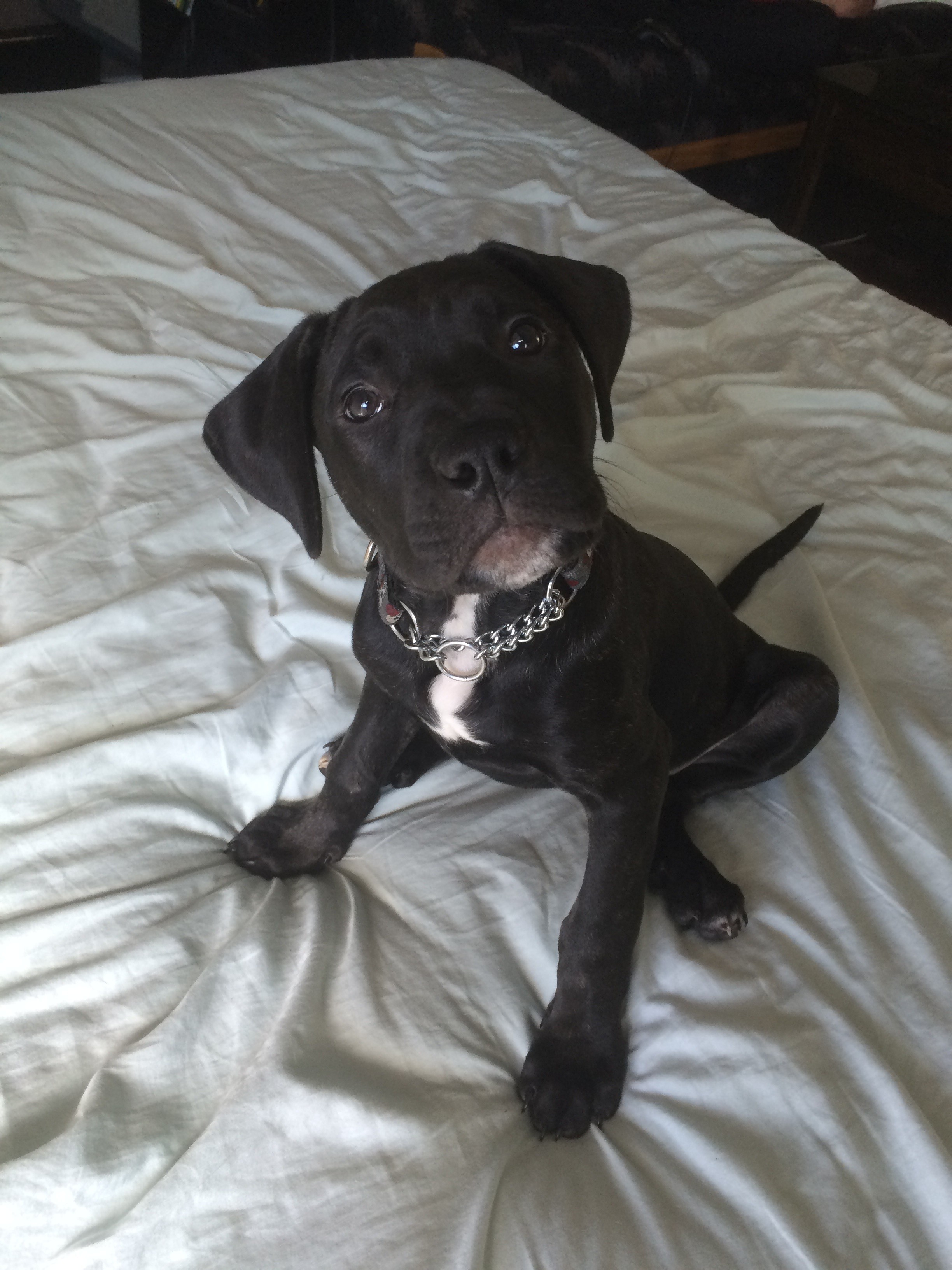 Okanagan Valley Bc Cane Corso Meet Piper A Pet For Adoption