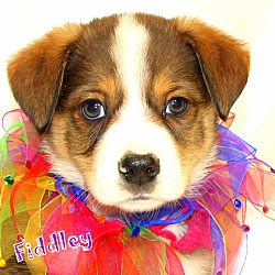Thumbnail photo of Fiddley~adopted! #2