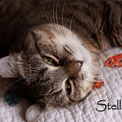 Thumbnail photo of Stella! #1