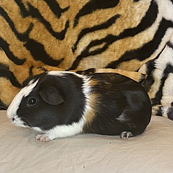 Thumbnail photo of Thelma #2