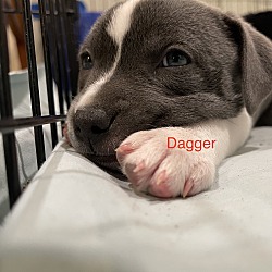Photo of Dagger