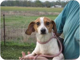 Greenville, RI - Beagle. Meet Abby a Pet for Adoption.